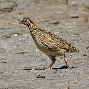 Common Quail